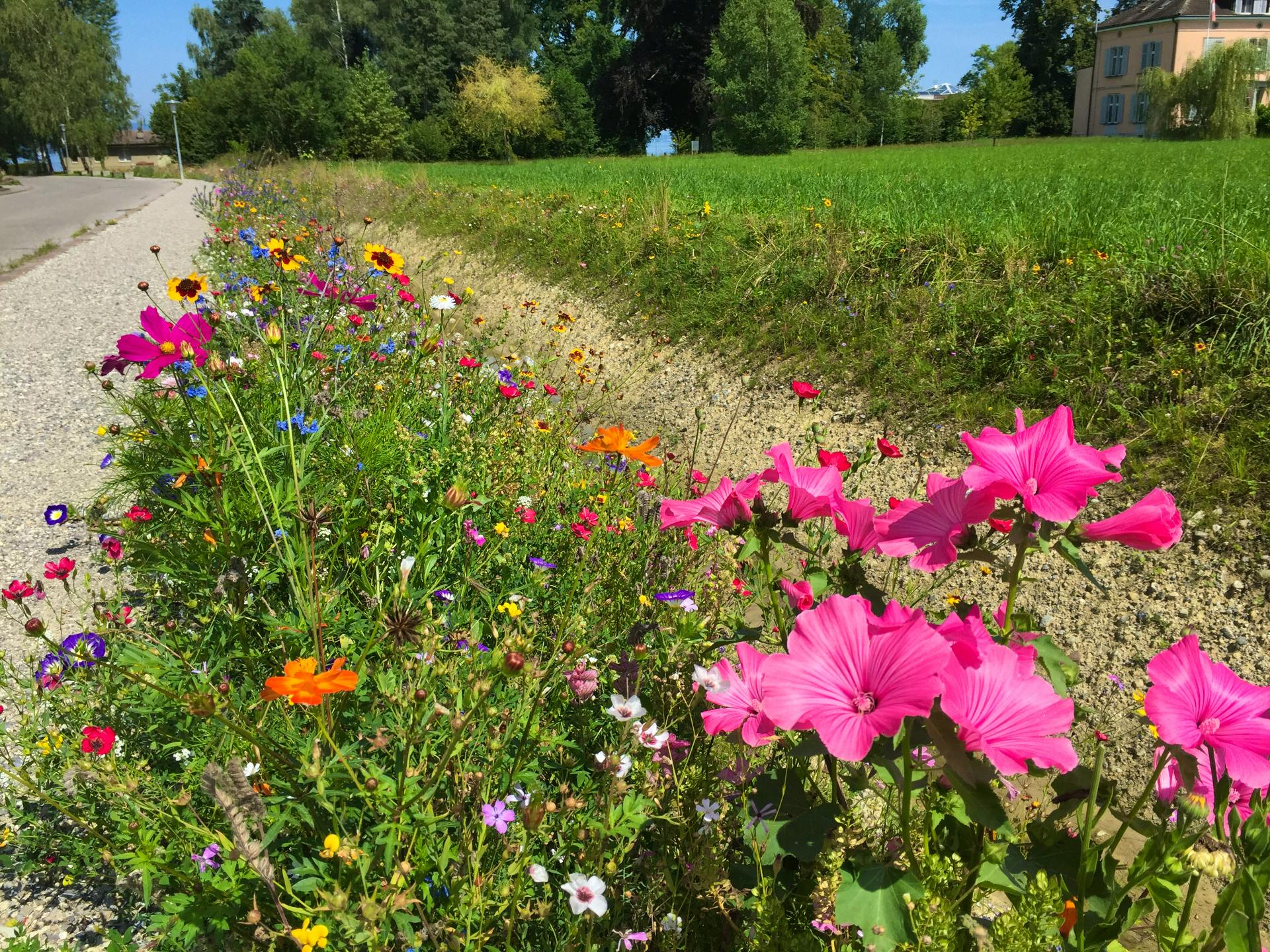Bodensee Blütentraum Augenweide (500g)