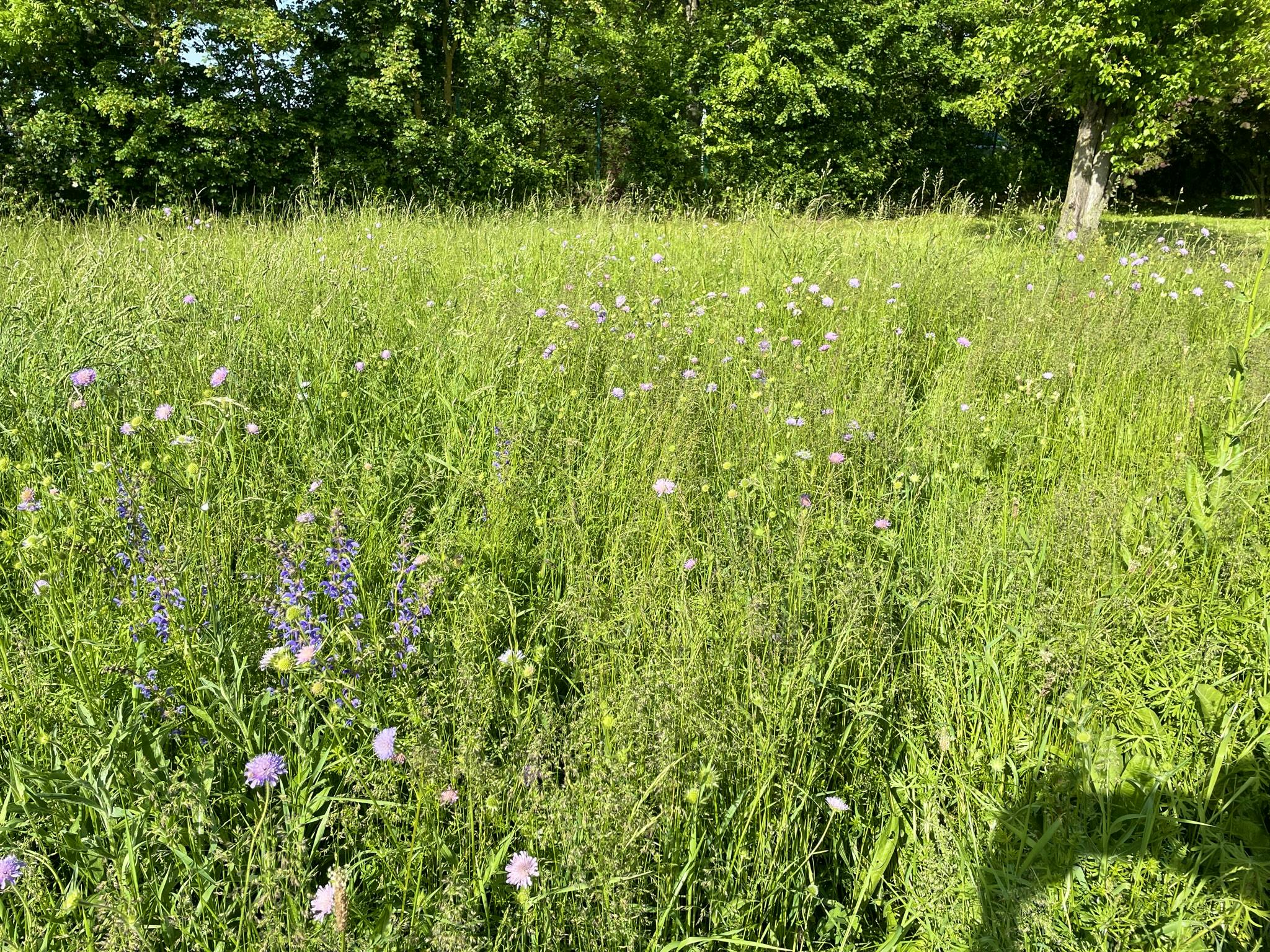 Blumenwiese – für alle Böden