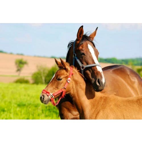 AgriTerra® Pferdeweide Nachsaat Bio (ohne Klee)