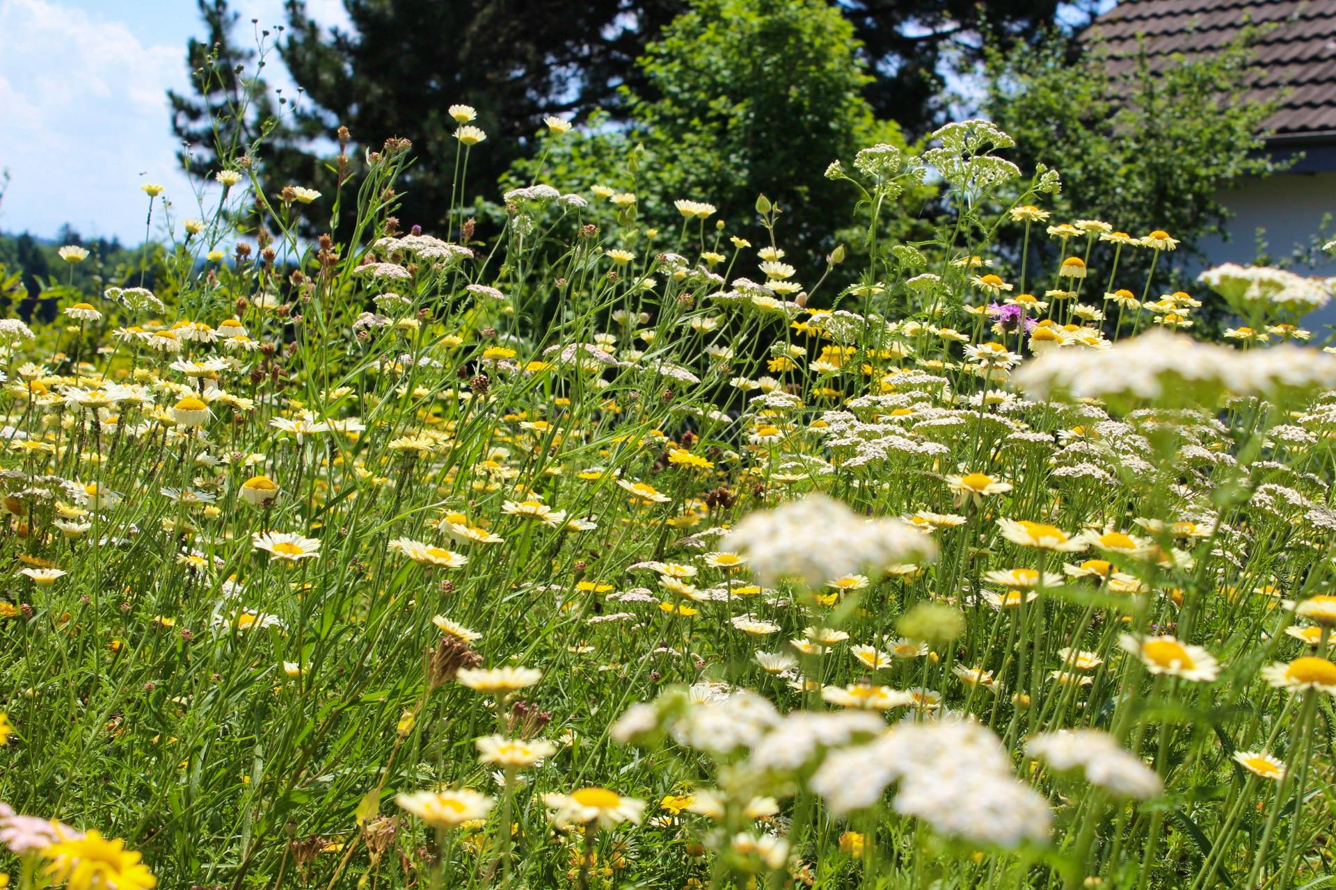 Bodensee Blütentraum Wildblumenzauber Bio