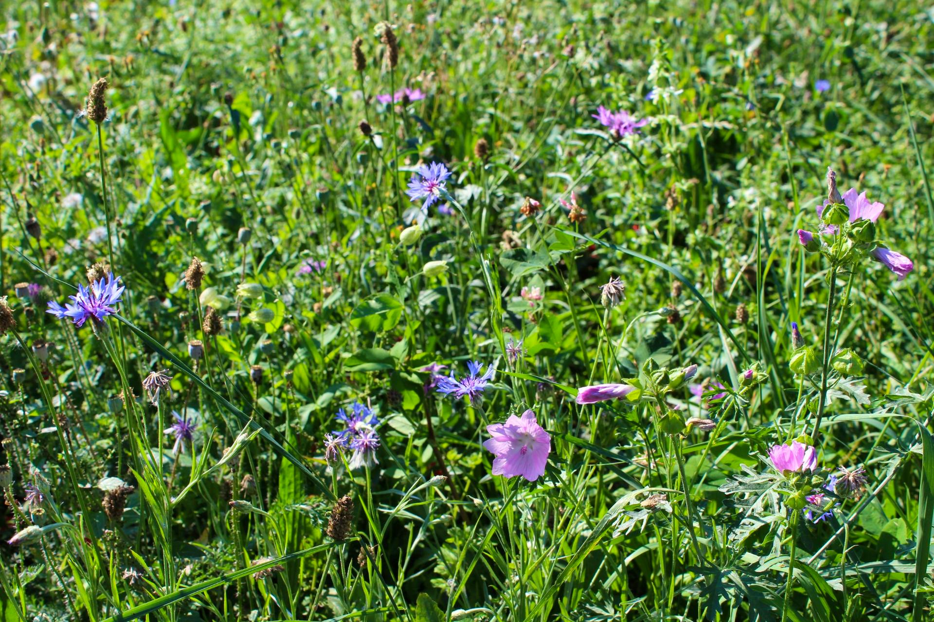 Bodensee Blütentraum Wildblumenzauber